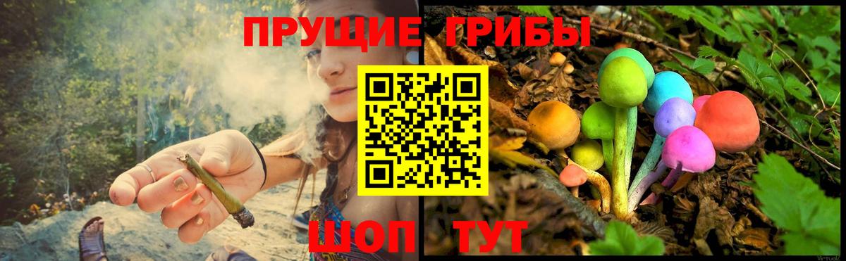 Псилоцибиновые грибы Psilocybe Кунгур
